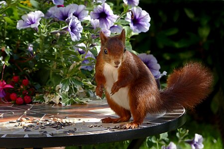 Sciurus vulgaris major foraging garden