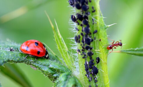 Insect nature red