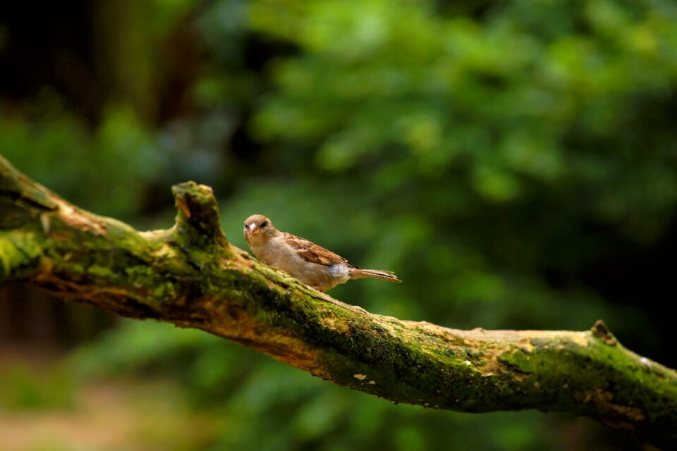 Songbird nature sit