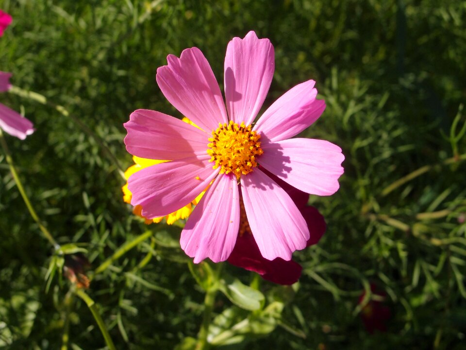 Cosmos pink summer flowers