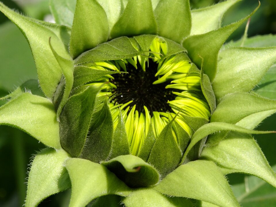 Sunflower seeds plant flower