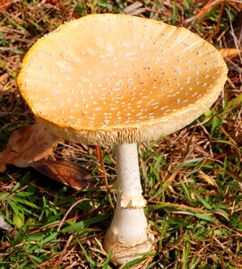 Fly agaric toadstool cap