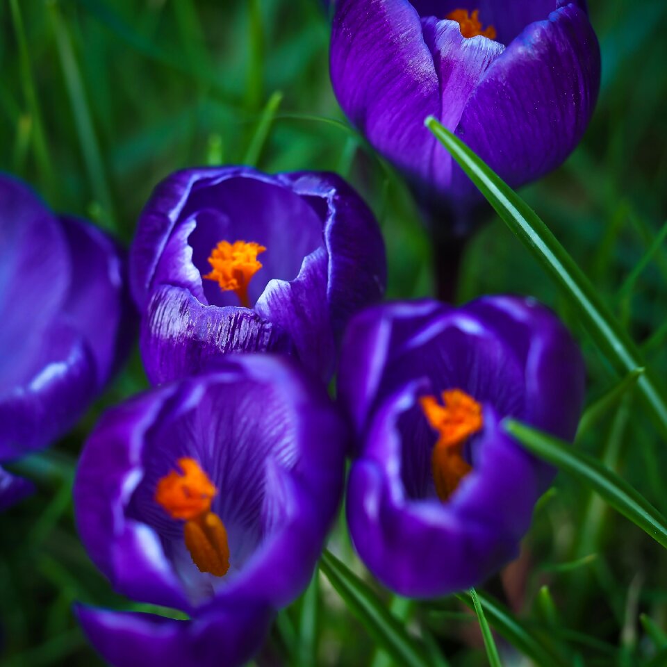 Purple blossom bloom photo