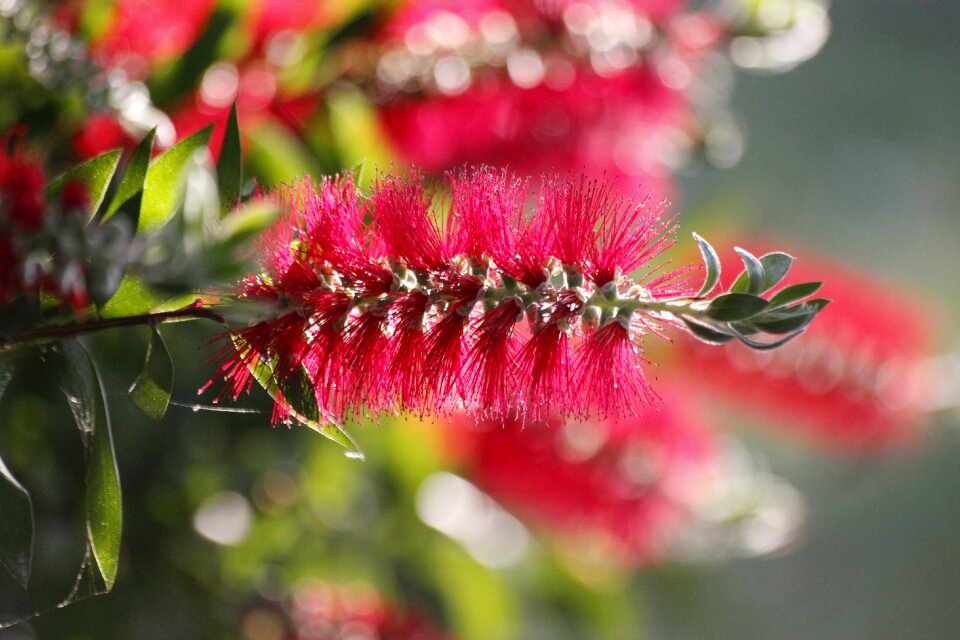 Pink hairy beautiful