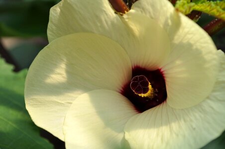 Okra blooms plants