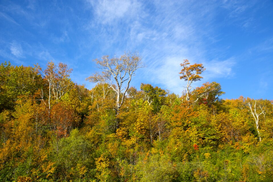 Leaves autumn leaves landscape