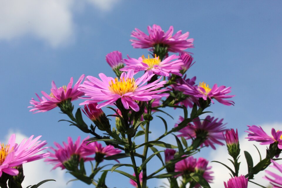 Plant purple flower nature