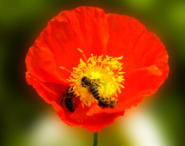 Bee poppy nectar