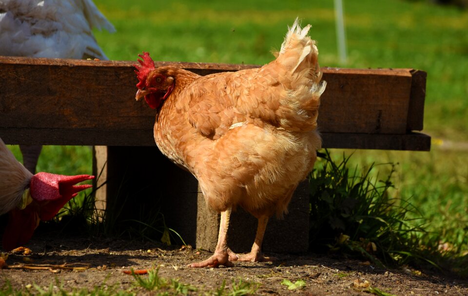 Poultry hahn chickens
