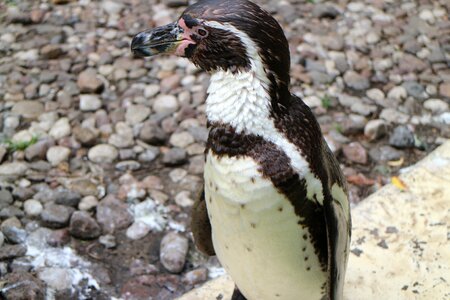 Animal world diving bird animal