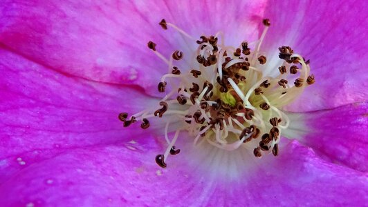 Mauve plant botany