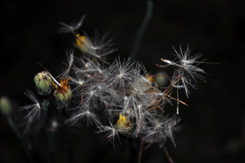 Plant nature flower