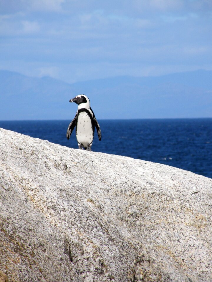 Cape town boulders beach glasses penguin