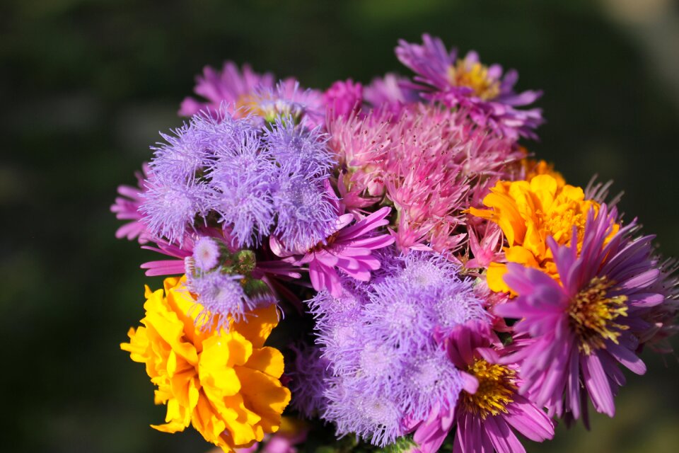 Plant purple flower nature photo