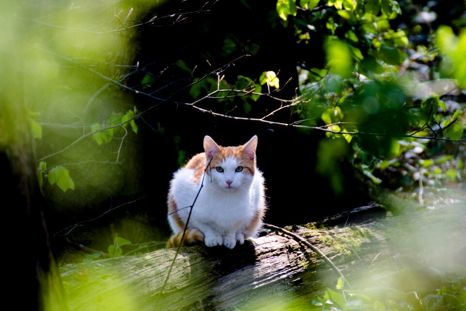 Nature curious view