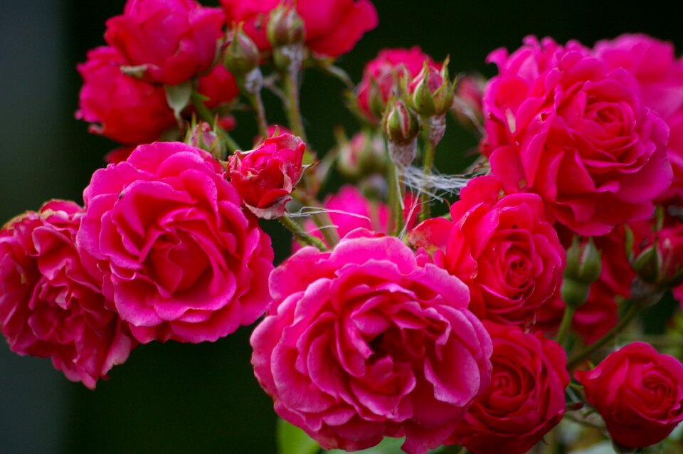 Dog rose flower pink