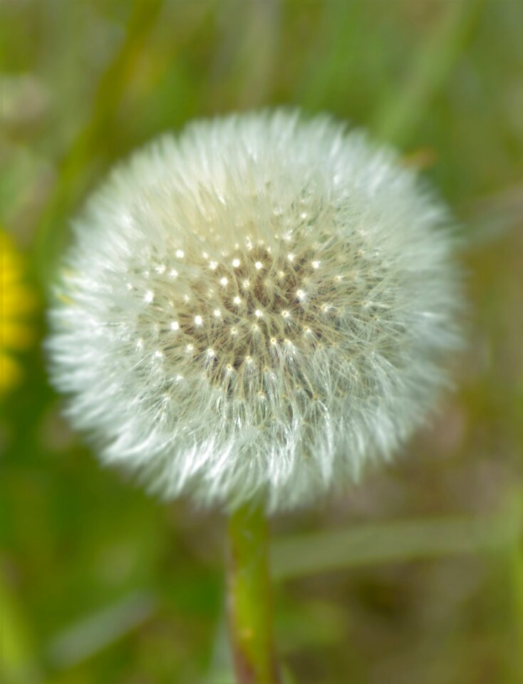 Spring plant meadow