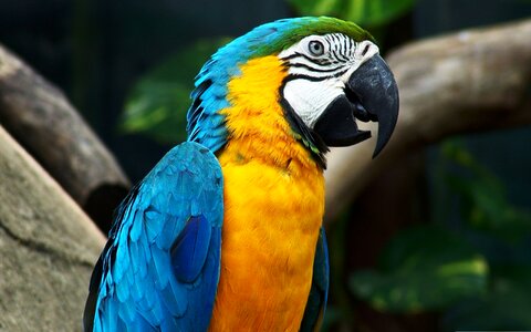 Parrot arara brazil photo