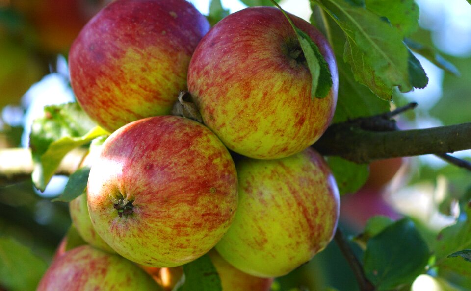 Fruit nature red