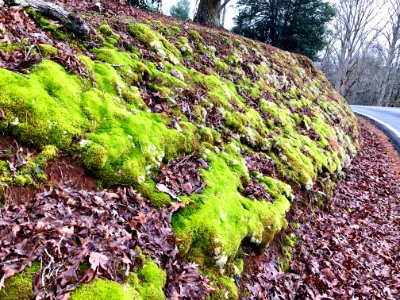Mossy Bank, Cowee, NC 