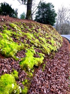 Mossy Bank, Cowee, NC 