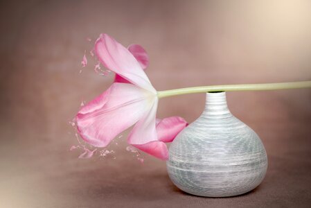 Tulip pink spring flower pink flower