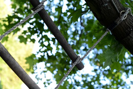 Ladder leaf tree photo