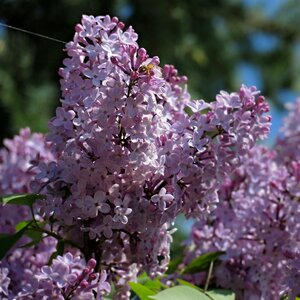 Purple bush spring