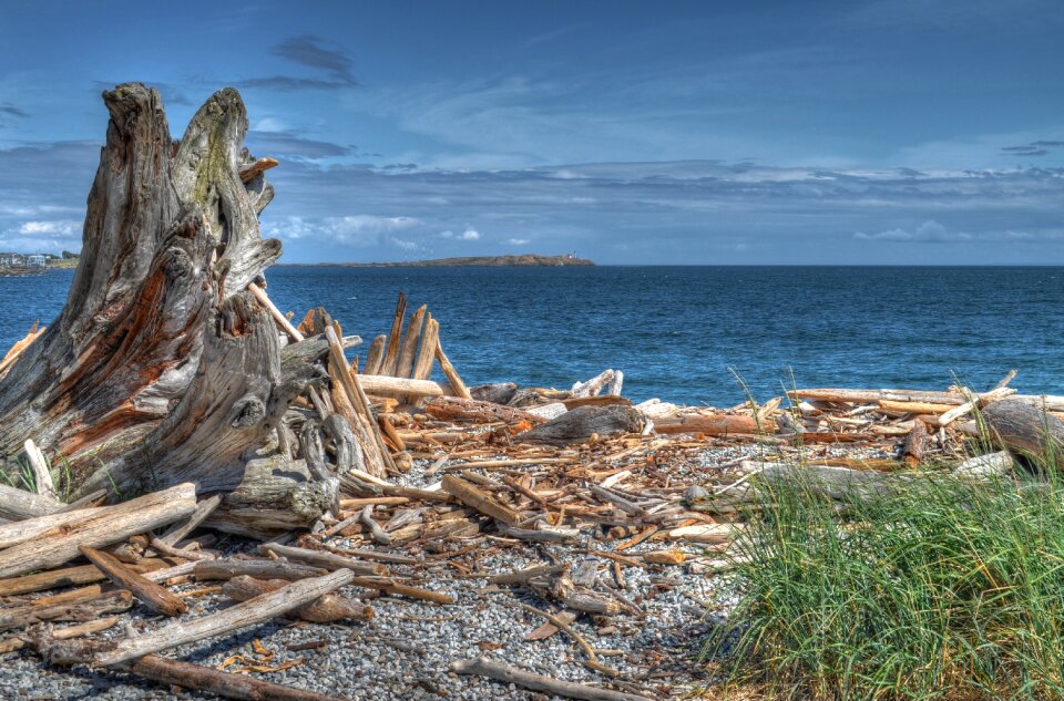 Driftwood ocean holiday