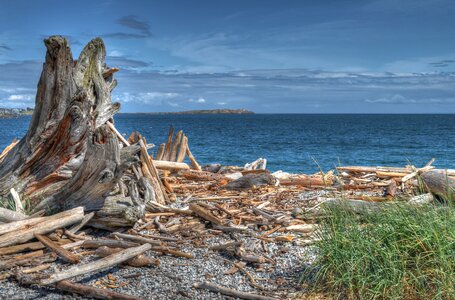 Driftwood ocean holiday photo
