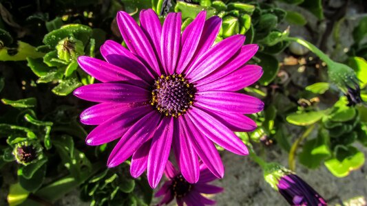 Flower purple nature