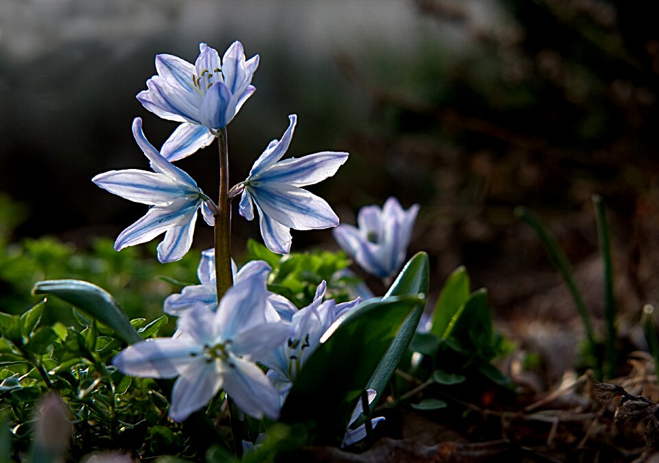 Spring spring awakening harbinger of spring