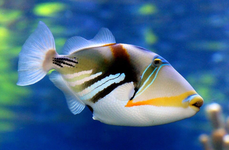 Tropical marine wildlife