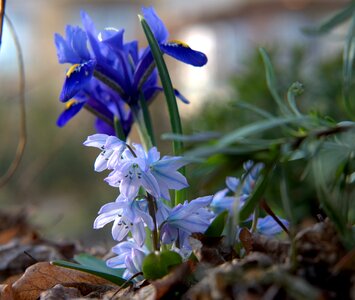 Close up early bloomer light blue