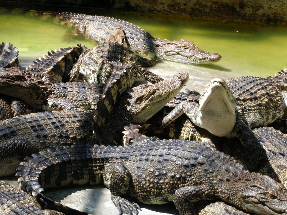 Reptile predator dangerous animal