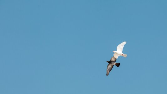 Birds in egypt photo