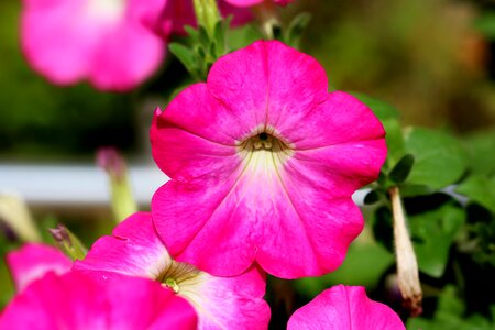 Plants nature june