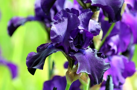 Iris bloom greens photo