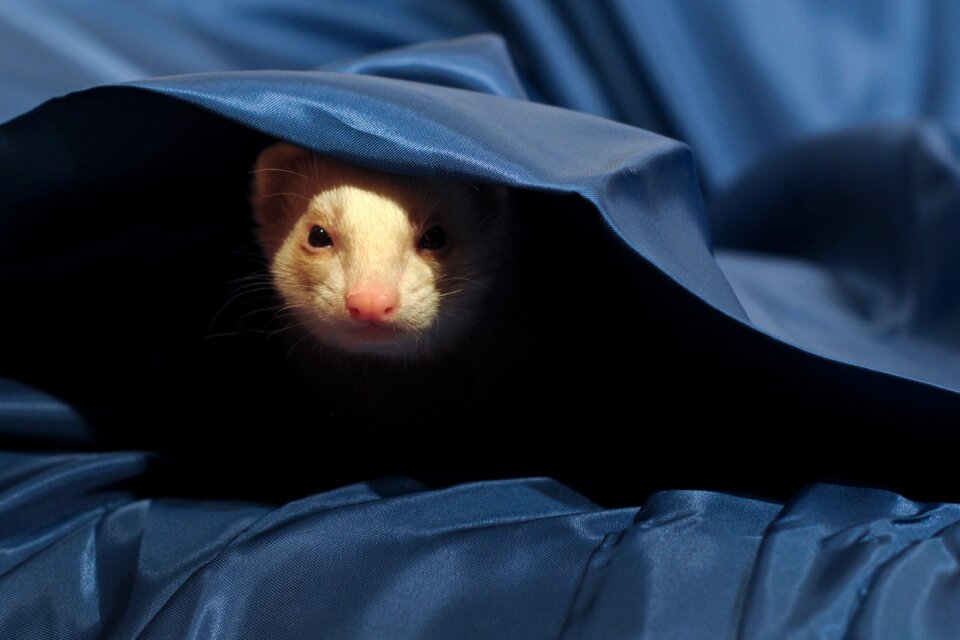 Animal hidden blue fabric