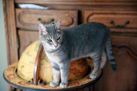 Domestic animal feline cat