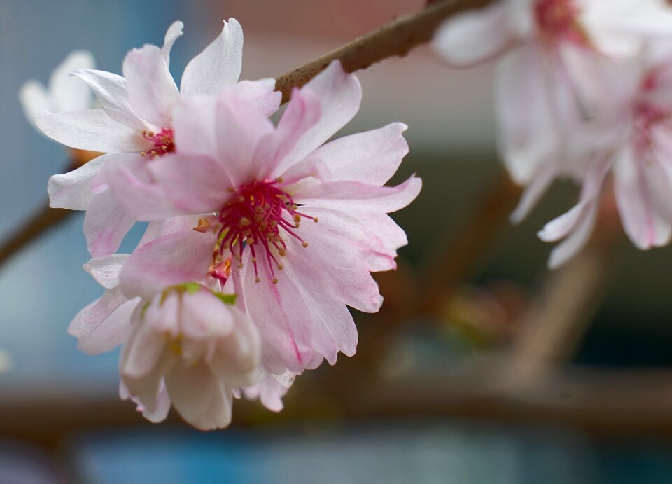 Harbinger of spring close up early bloomer