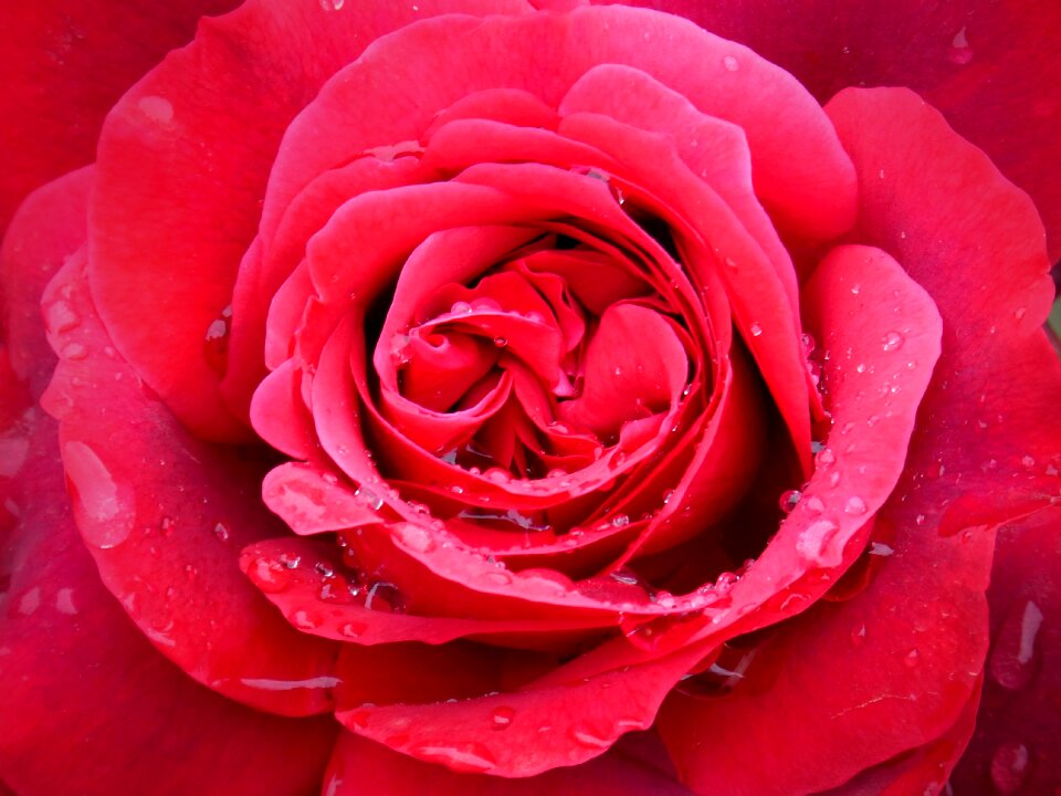 Rocio flower freshness
