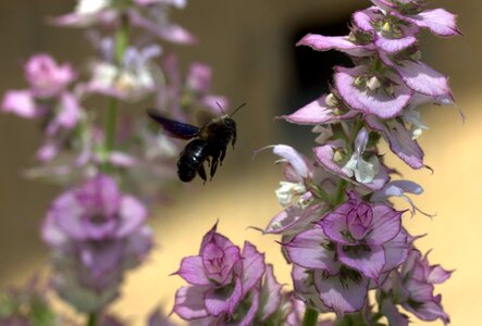 Insecta flower nature