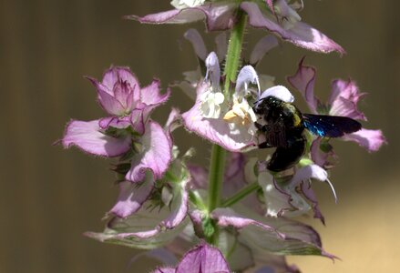 Insecta flower nature