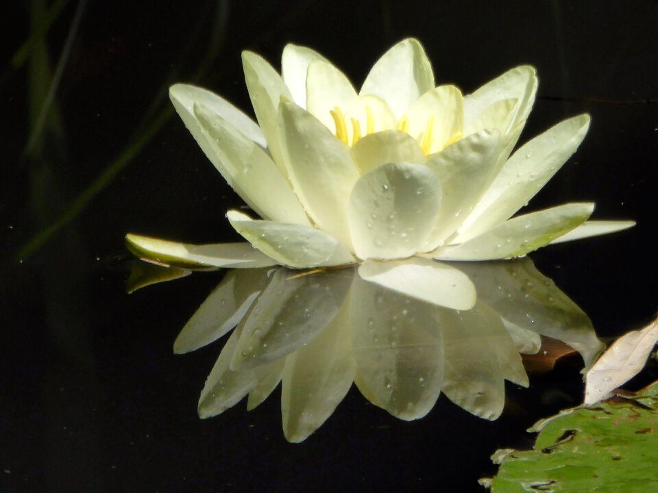Lotus water lily aquatic plant