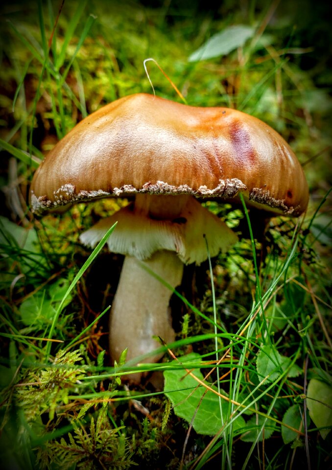 Forest mushroom nature mushroom picking