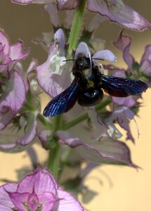 Insecta flower nature