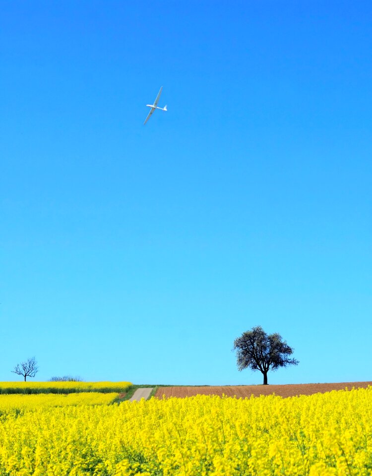Field spring tree