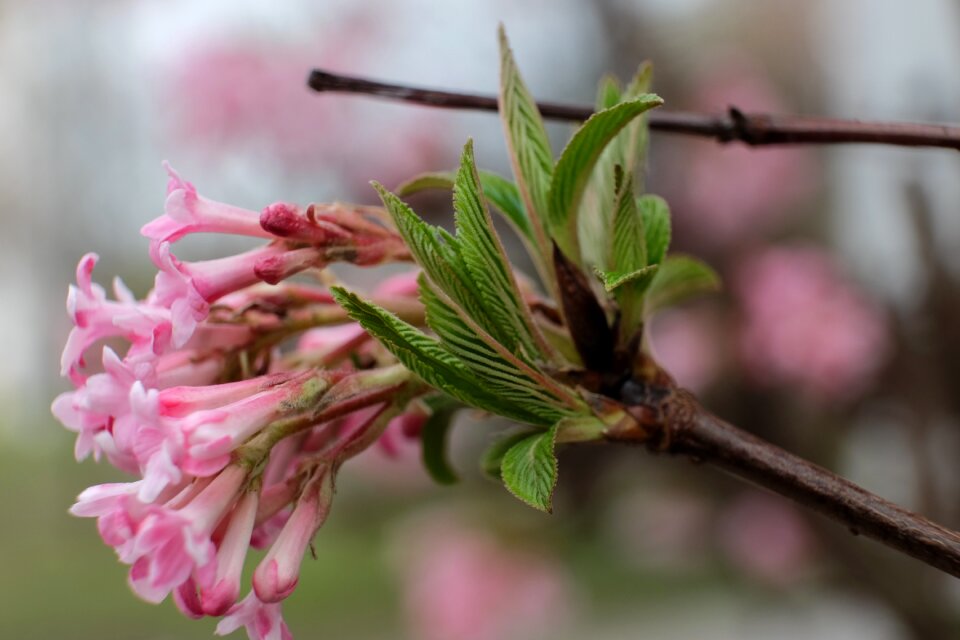 Harbinger of spring close up early bloomer