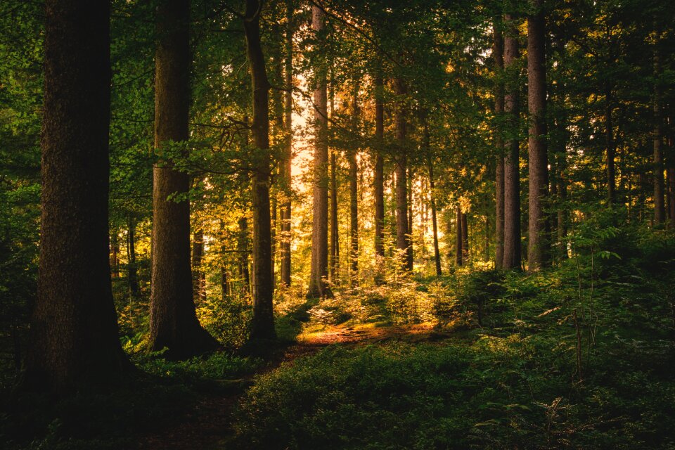 Abendstimmung lichtspiel fairy tale forest